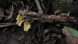 Cotylidia aurantiaca image