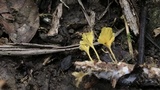 Cotylidia aurantiaca image