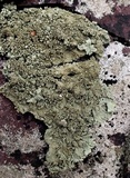 Flavoparmelia baltimorensis image