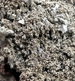 Flavoparmelia baltimorensis image