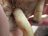 Hebeloma arenosum image