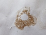 Hebeloma arenosum image