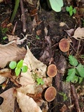 Xeromphalina tenuipes image