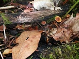 Xeromphalina tenuipes image