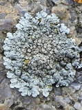 Lecanora muralis image