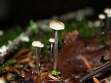 Roridomyces roridus image