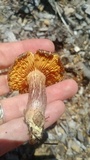Gymnopilus lepidotus image
