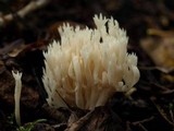 Clavulina coralloides image