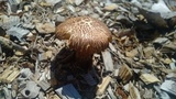 Gymnopilus lepidotus image