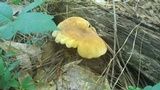 Tapinella atrotomentosa image