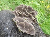 Cerrena unicolor image