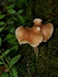 Gymnopus confluens image
