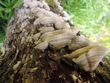 Cerrena unicolor image