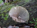 Daedaleopsis confragosa image