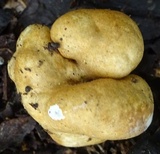 Protubera sabulonensis image