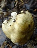 Protubera sabulonensis image