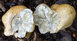 Protubera sabulonensis image