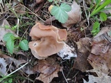 Gyromitra brunnea image