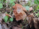 Gyromitra brunnea image