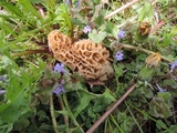 Morchella americana image