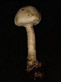 Agaricus chionodermus image