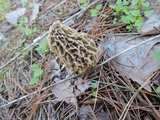 Morchella americana image