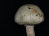 Agaricus chionodermus image