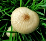 Oudemansiella furfuracea image