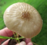 Oudemansiella furfuracea image