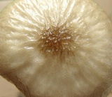Oudemansiella furfuracea image