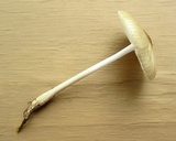 Oudemansiella furfuracea image