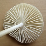 Oudemansiella furfuracea image