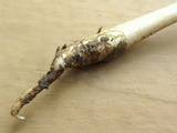 Oudemansiella furfuracea image