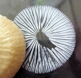 Oudemansiella furfuracea image
