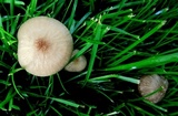 Oudemansiella furfuracea image