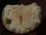 Hemipholiota heteroclita image