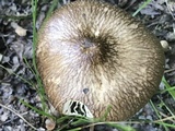 Oudemansiella furfuracea image