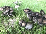 Coprinopsis variegata image