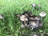 Coprinopsis variegata image