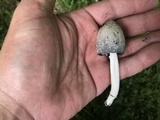 Coprinopsis variegata image