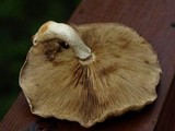Hemipholiota heteroclita image
