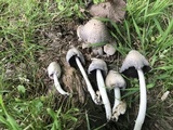 Coprinopsis variegata image