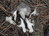 Hygrophorus marzuolus image
