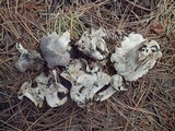 Hygrophorus marzuolus image