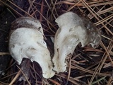 Hygrophorus marzuolus image