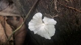 Cotylidia diaphana image