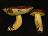 Boletus subglabripes image