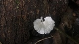 Cotylidia diaphana image