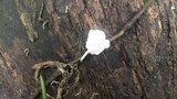 Cotylidia diaphana image