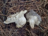 Hygrophorus marzuolus image
